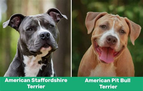 american staffordshire terrier vs pit bull
